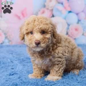 Sally, Mini Aussiedoodle Puppy